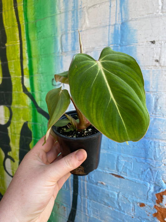 3.5" Philodendron Gloriosum