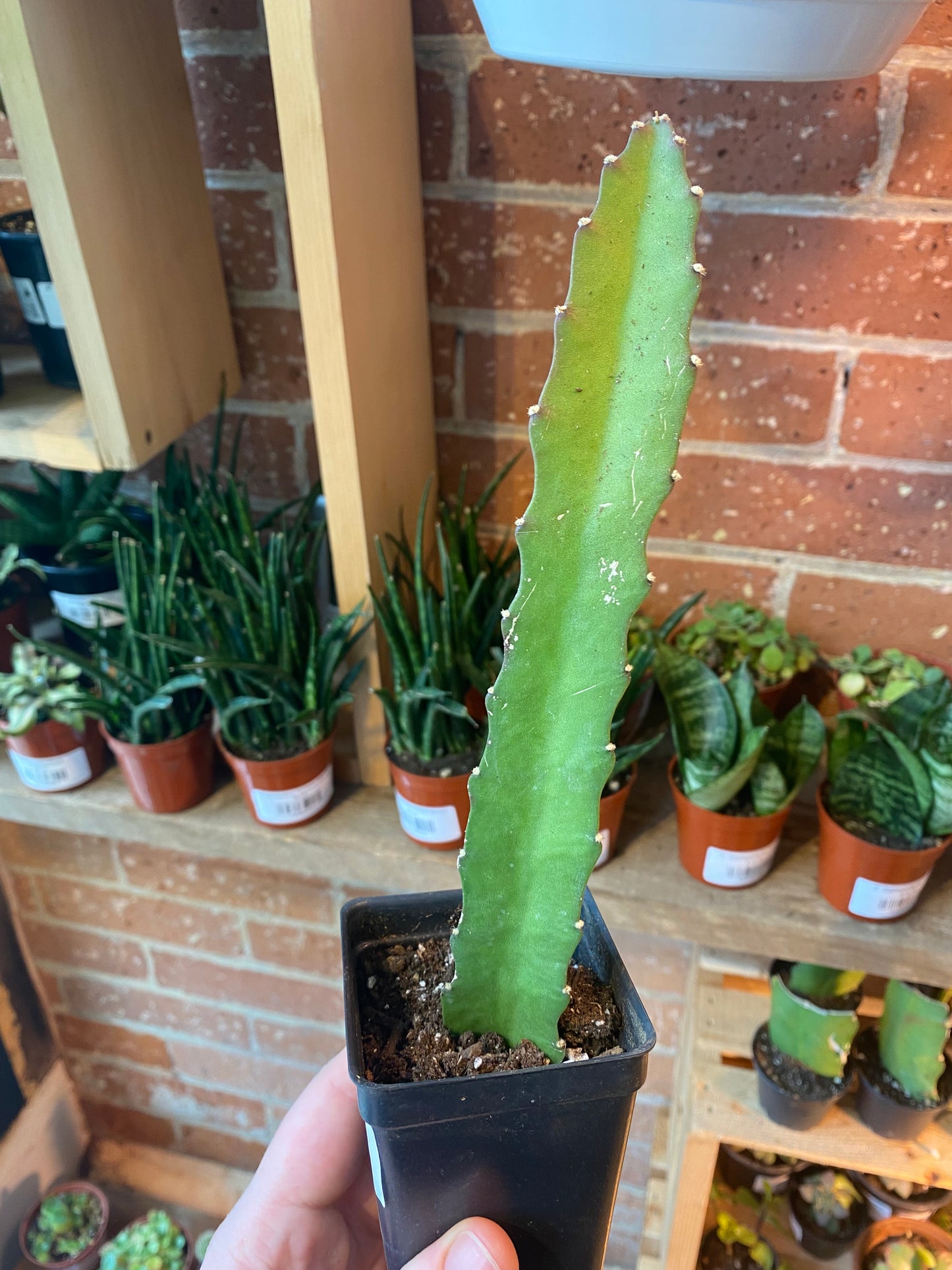 3.5” Orchid Cactus