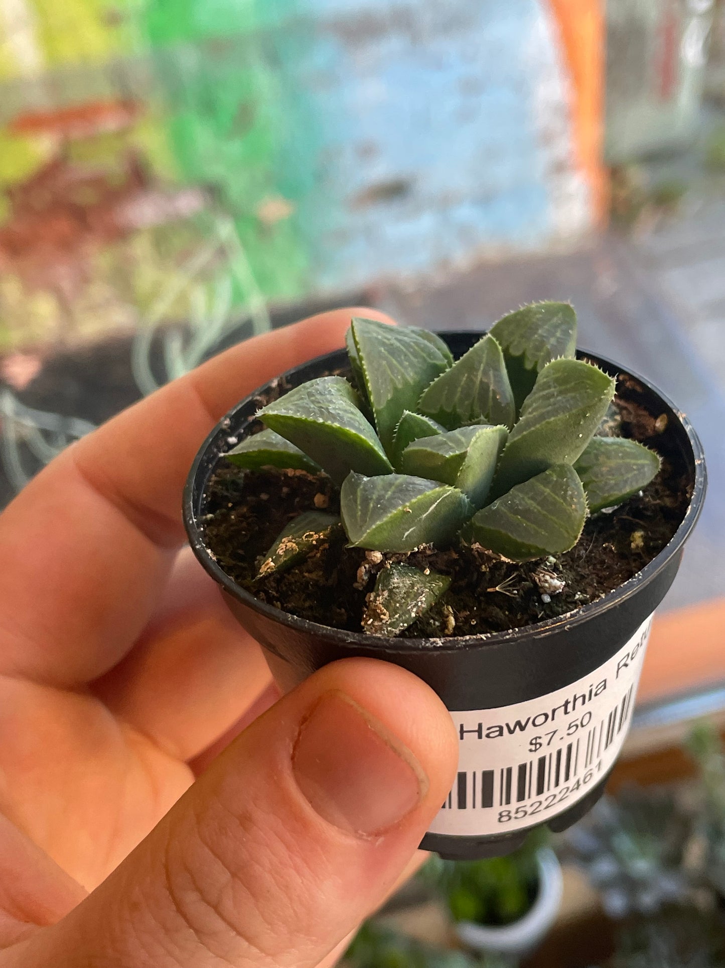 2.5" Haworthia Retusa