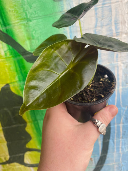3.5" Alocasia Golden Bone
