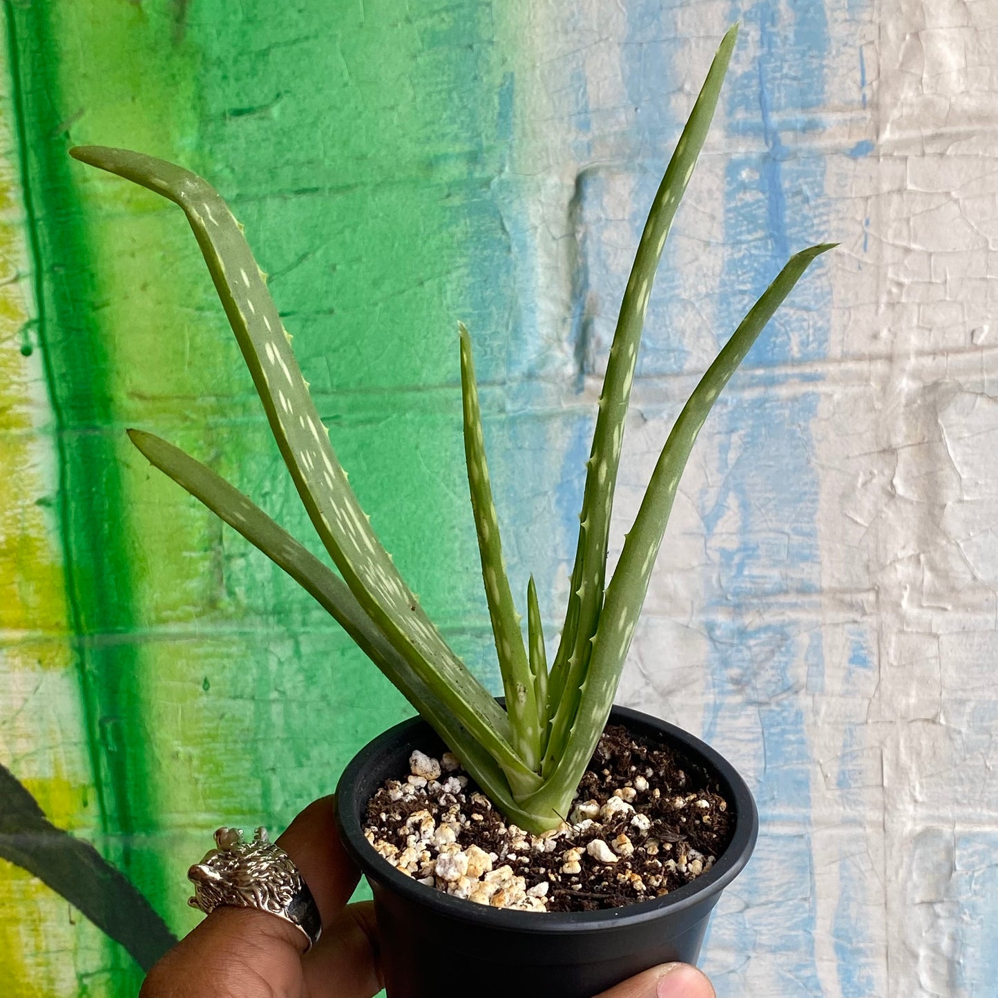 3.5" Aloe Barbadensis