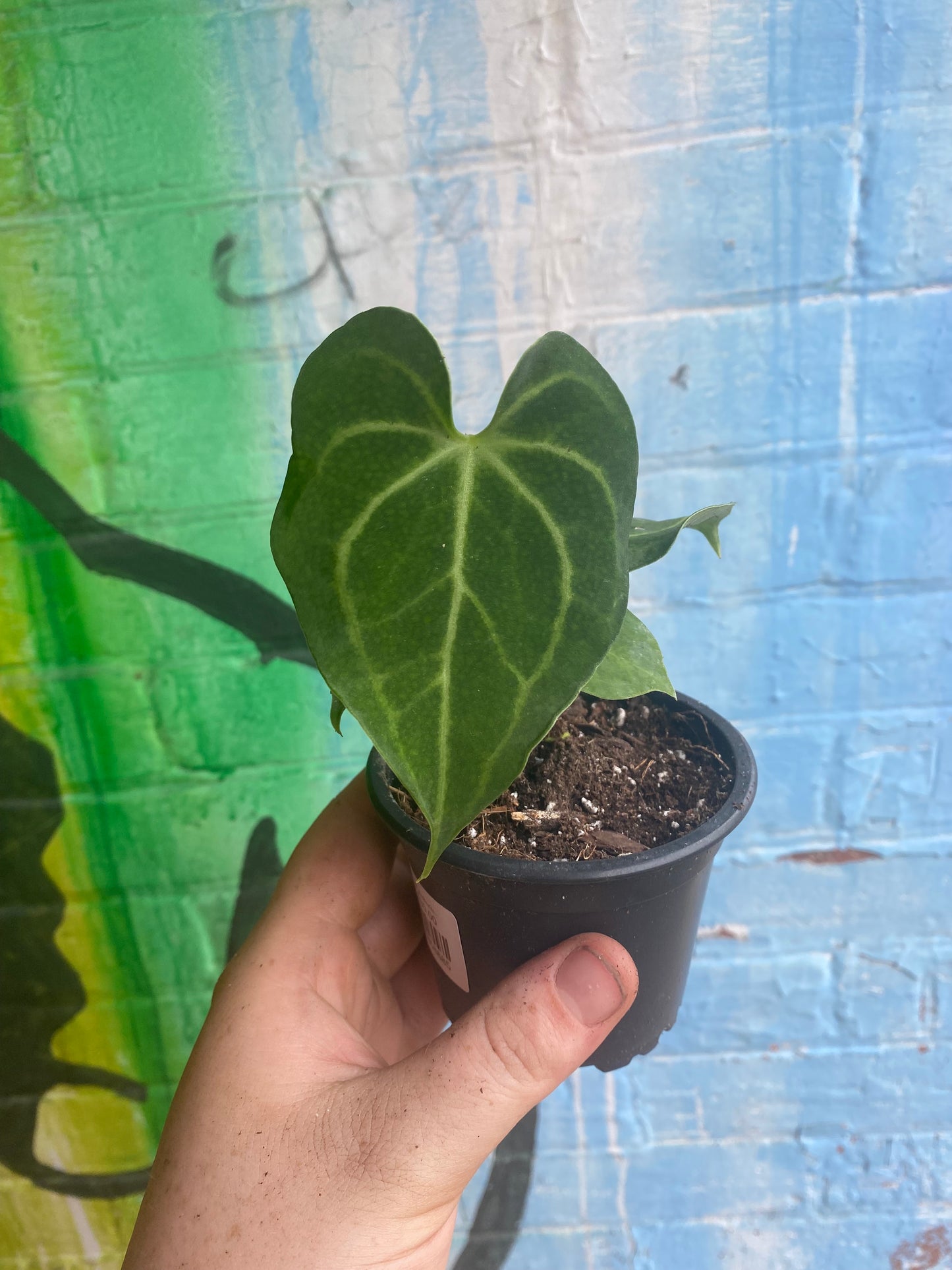 3.5" Anthurium Clarinervium