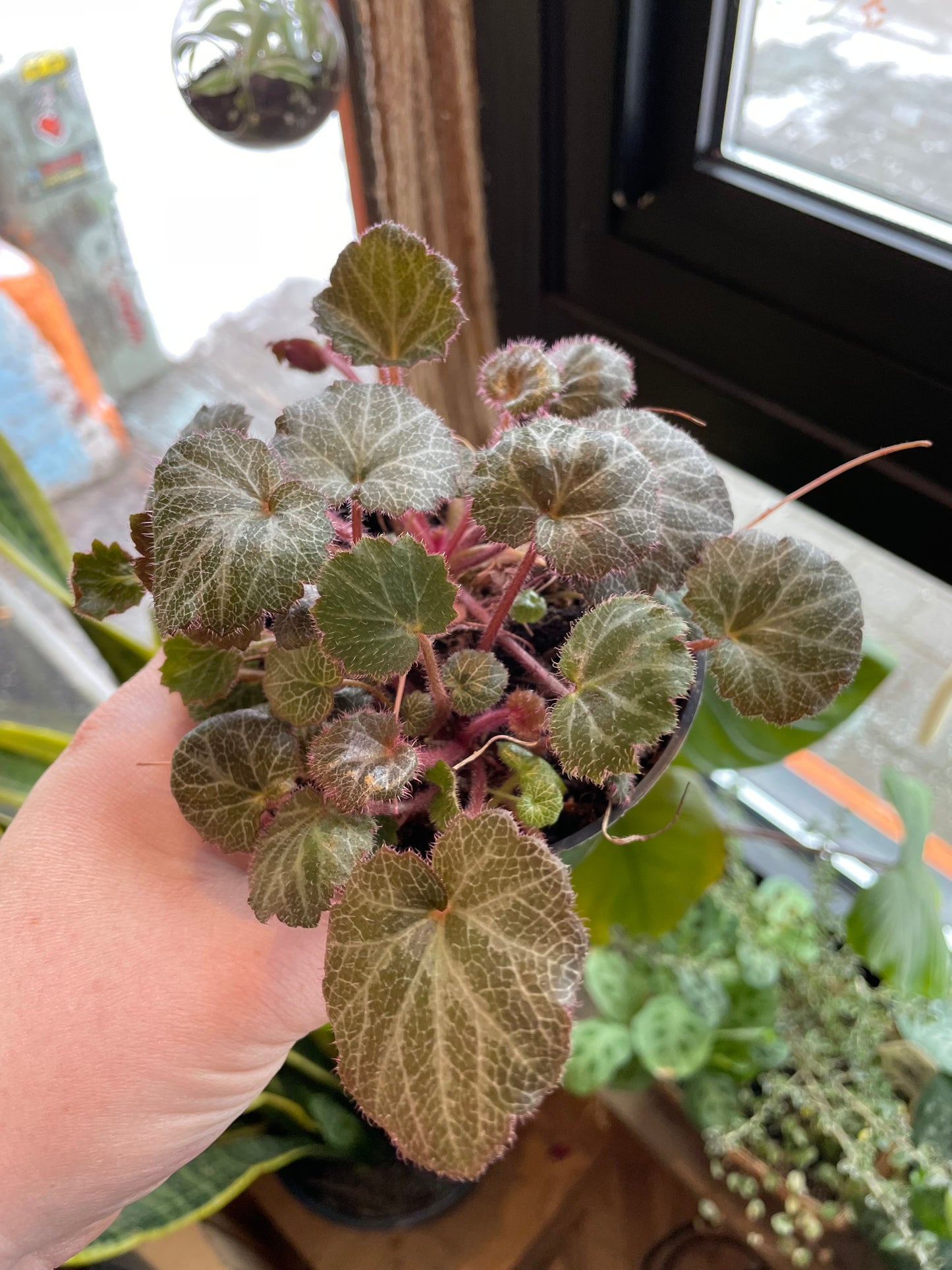 4" Strawberry Begonia | Saxifraga Stolonifera