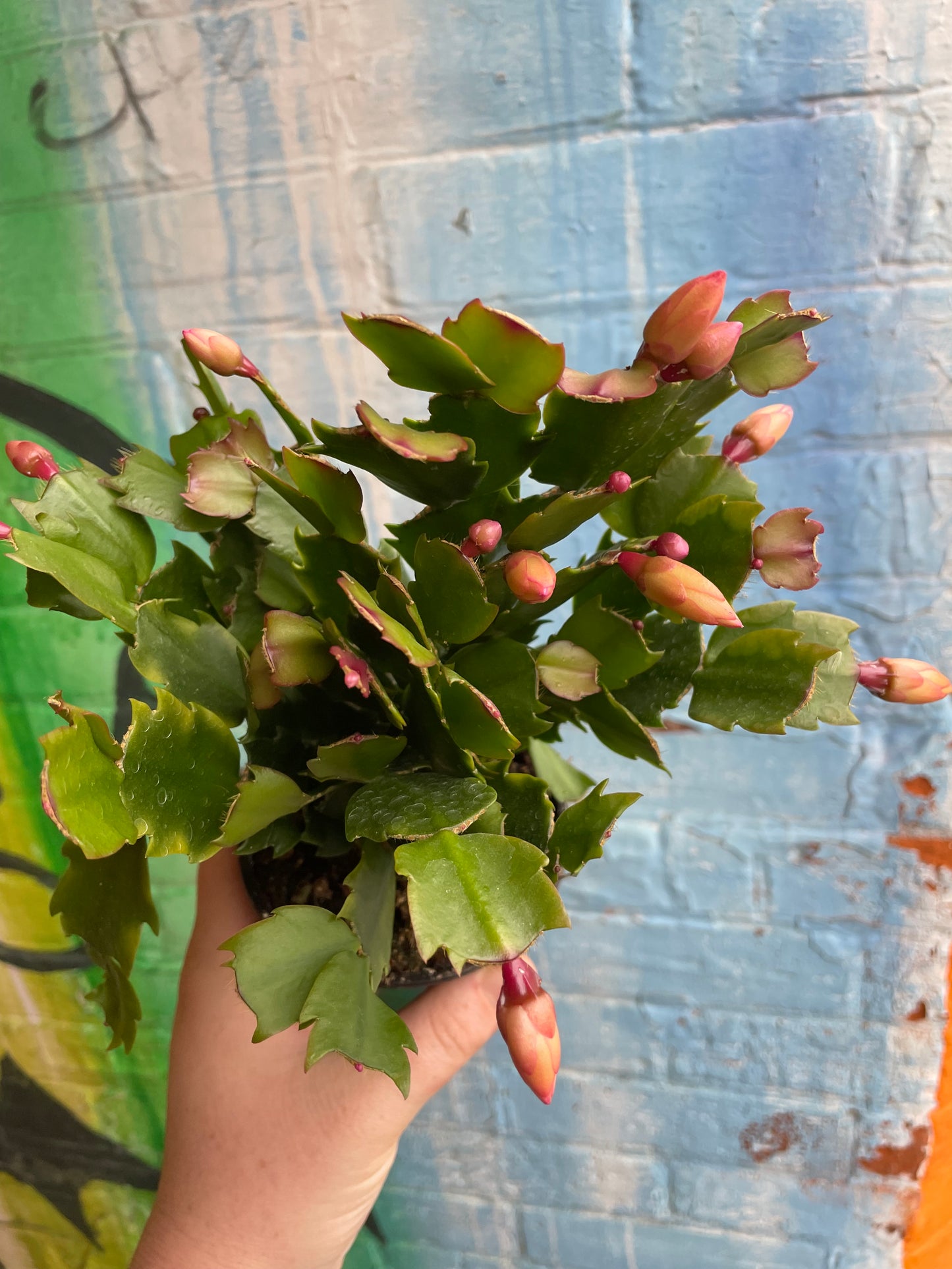 4" Christmas Cactus (Peach)