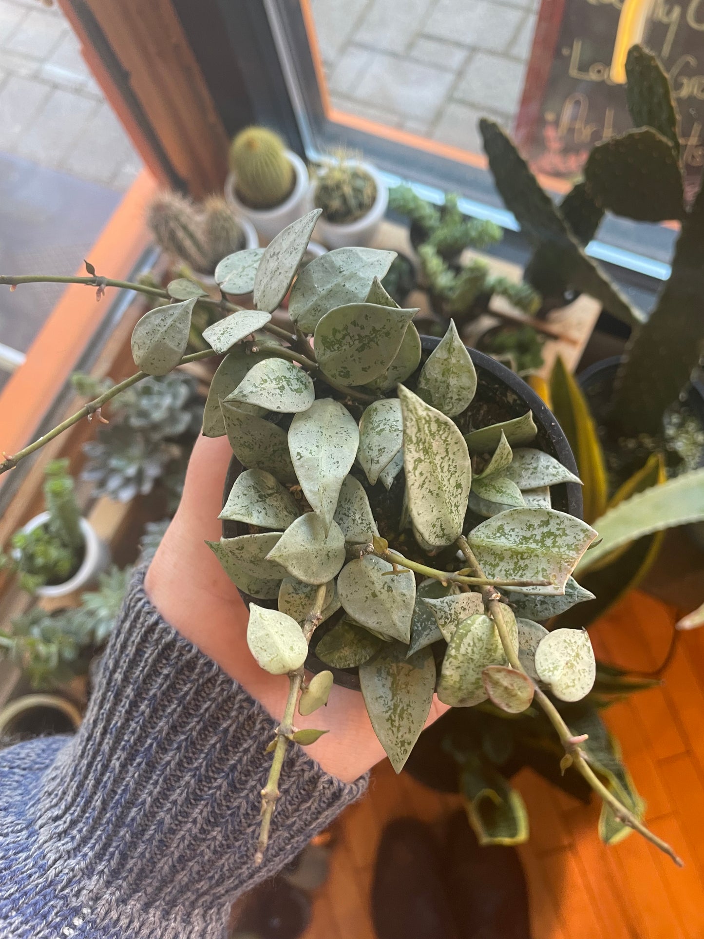 3.5" Hoya Krohniana Silver