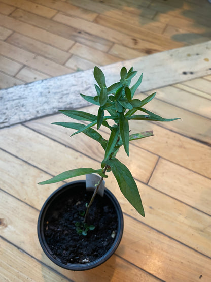 4" New England Aster | Symphyotrichum Novae-Angliae