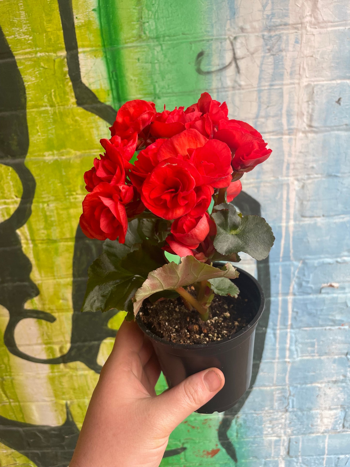 4" Begonia Rieger |  Red