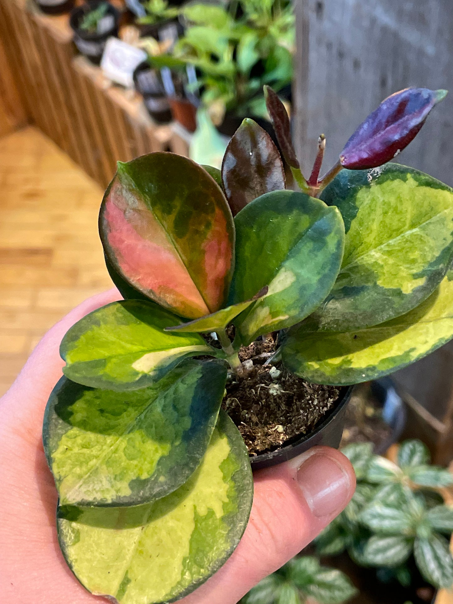 2.5" Hoya Australis Lisa