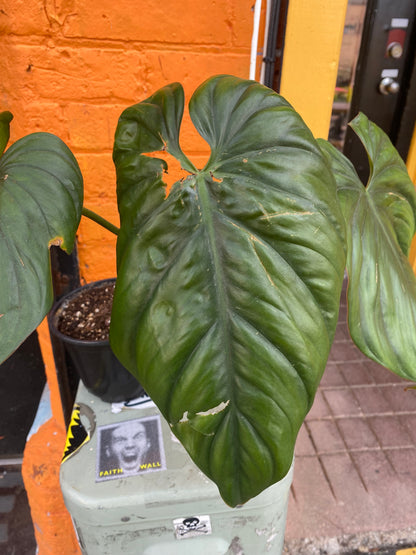 6” Philodendron Columbia (TAC)