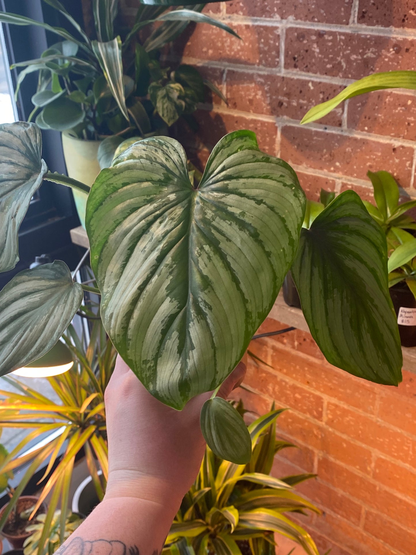 4" Philodendron Pastazanum