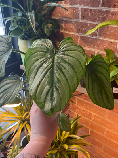 4" Philodendron Pastazanum