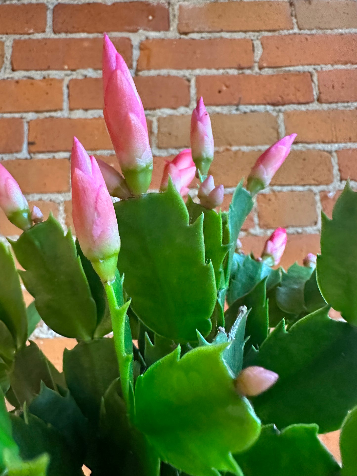 4" Christmas Cactus | Assorted