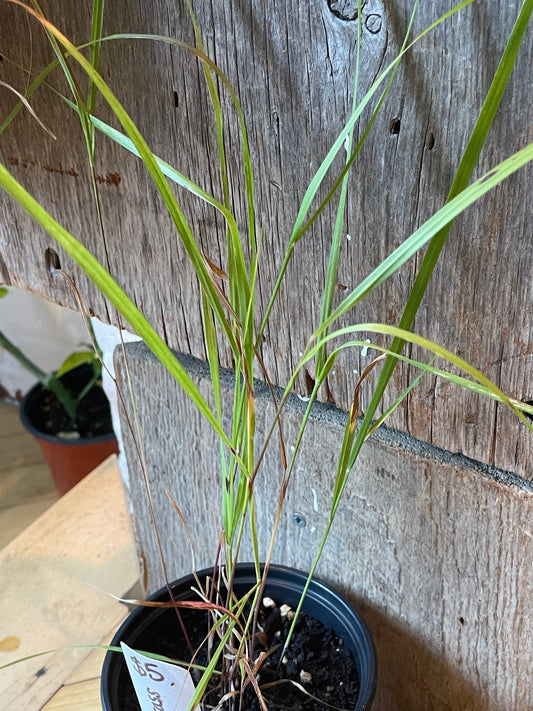 4" Switchgrass | Panicum Virgatum