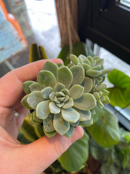 2.5" Echeveria Elegans