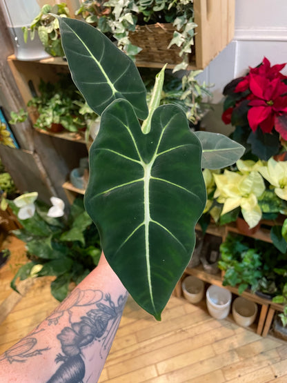 3.5" Alocasia Frydek