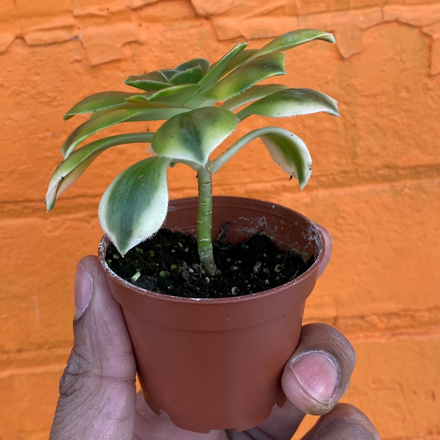 2.5" Aeonium arborium Sunburst var.