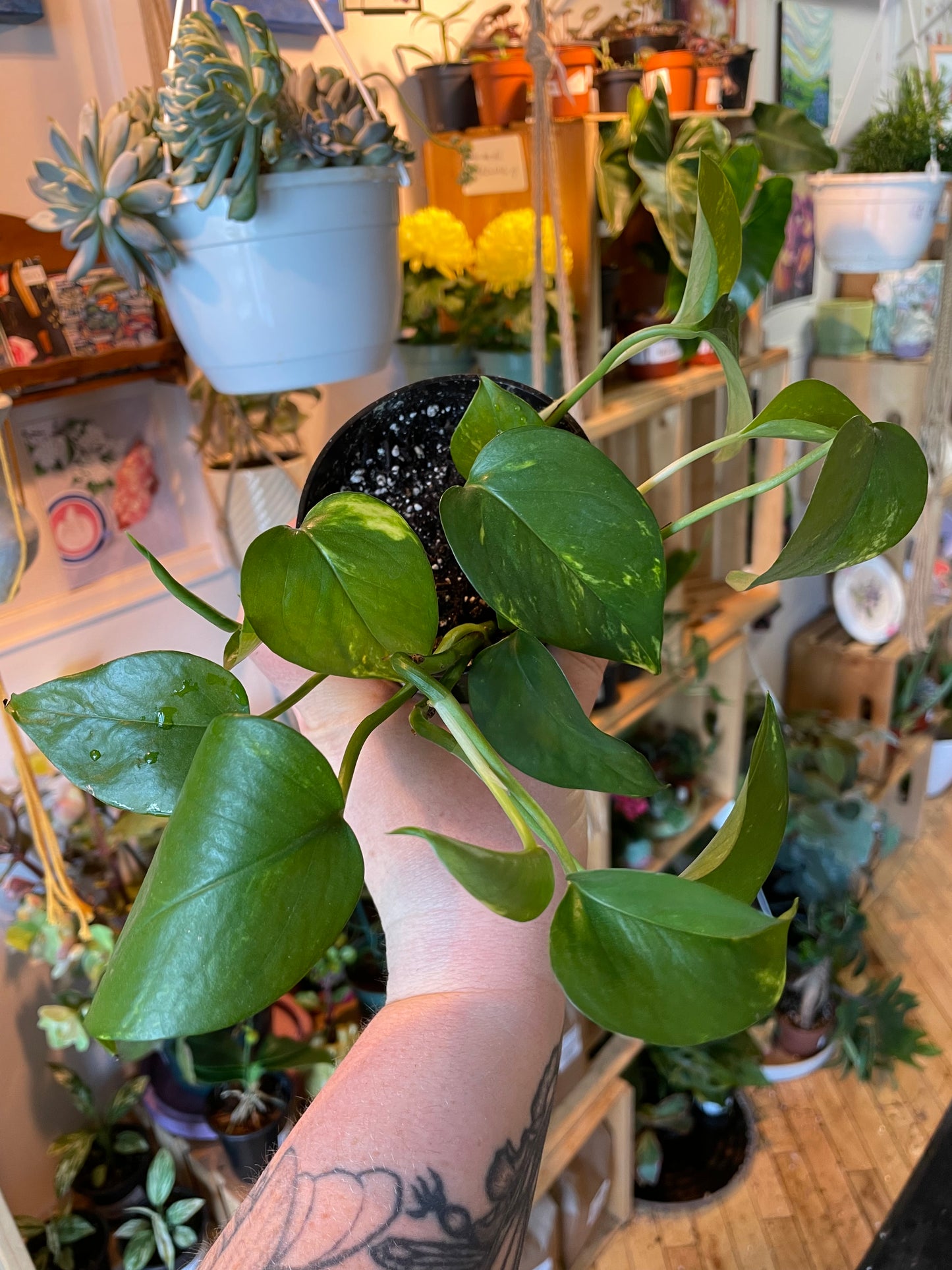 4" Pothos Golden