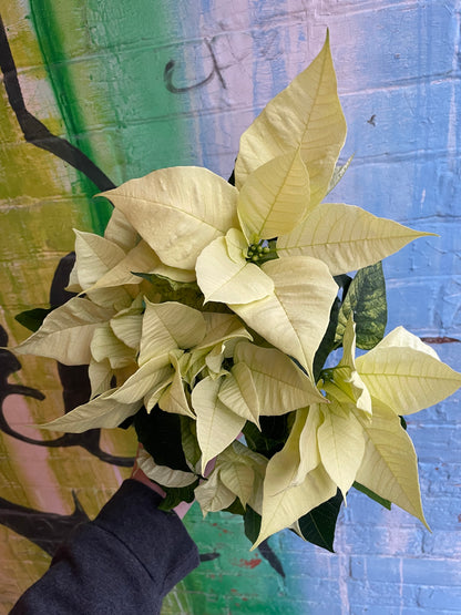 4” White Poinsettia