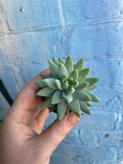 2.5" Sedeveria Blue Burrito