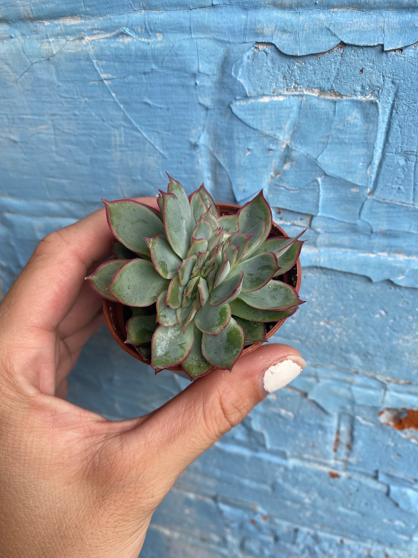 2.5" Crested Echeveria Pulidonis