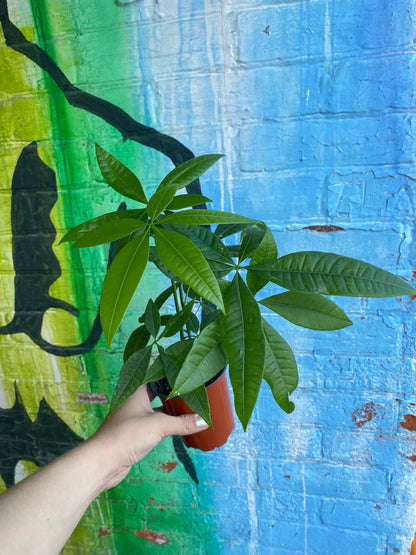 3.5" Pachira Aquatica | Money Tree