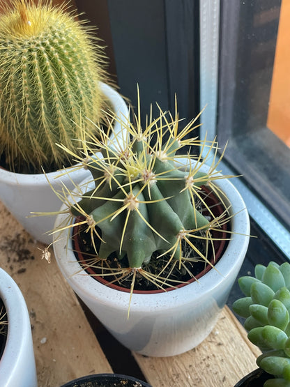 2.5” Ferocactus Glaucesens