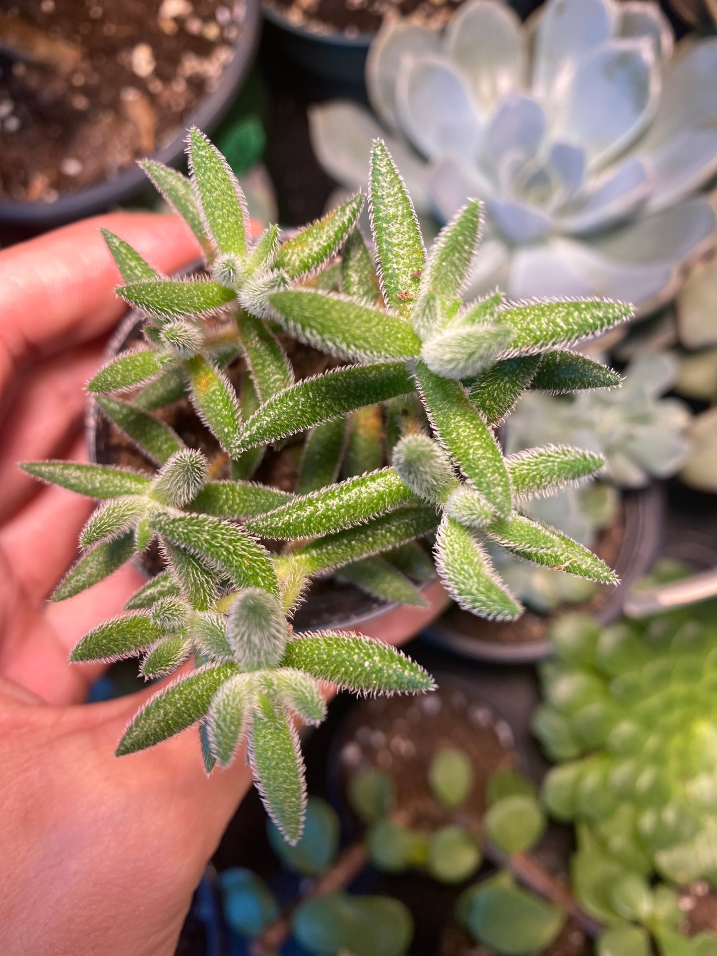 2.5" Crassula mesembryanthemoides