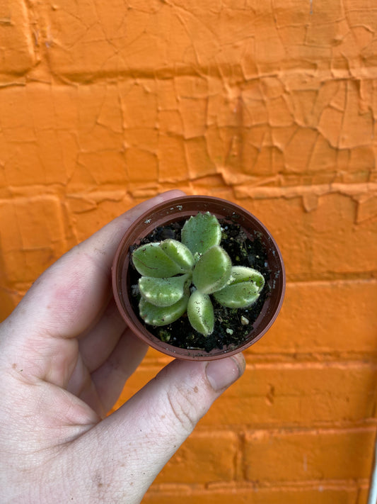 2.5" Cotyledon Tomentosa Albo Variegated | Bear Paw Succulent
