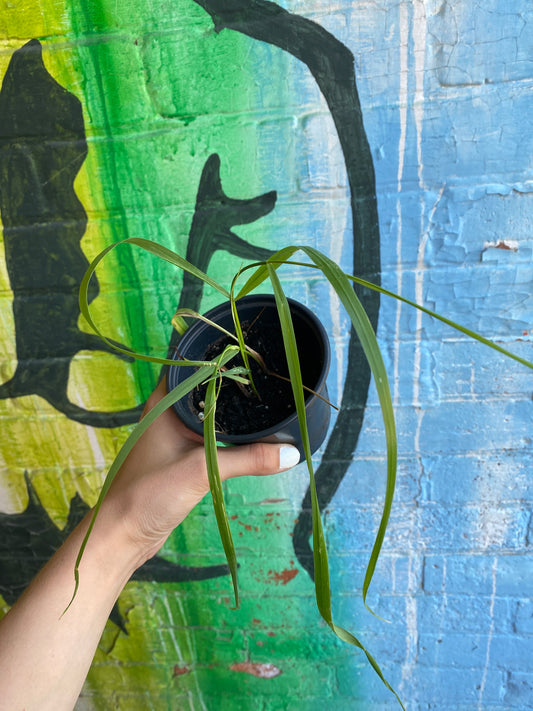 4" Sweet Grass | Hierochloe odorata