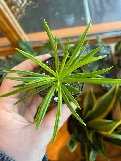 2.5" Peperomia Ferreyae