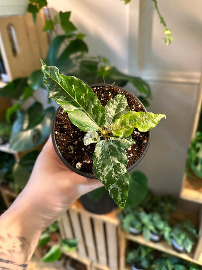 4" Ficus Aspera Variegated | Clown Fig