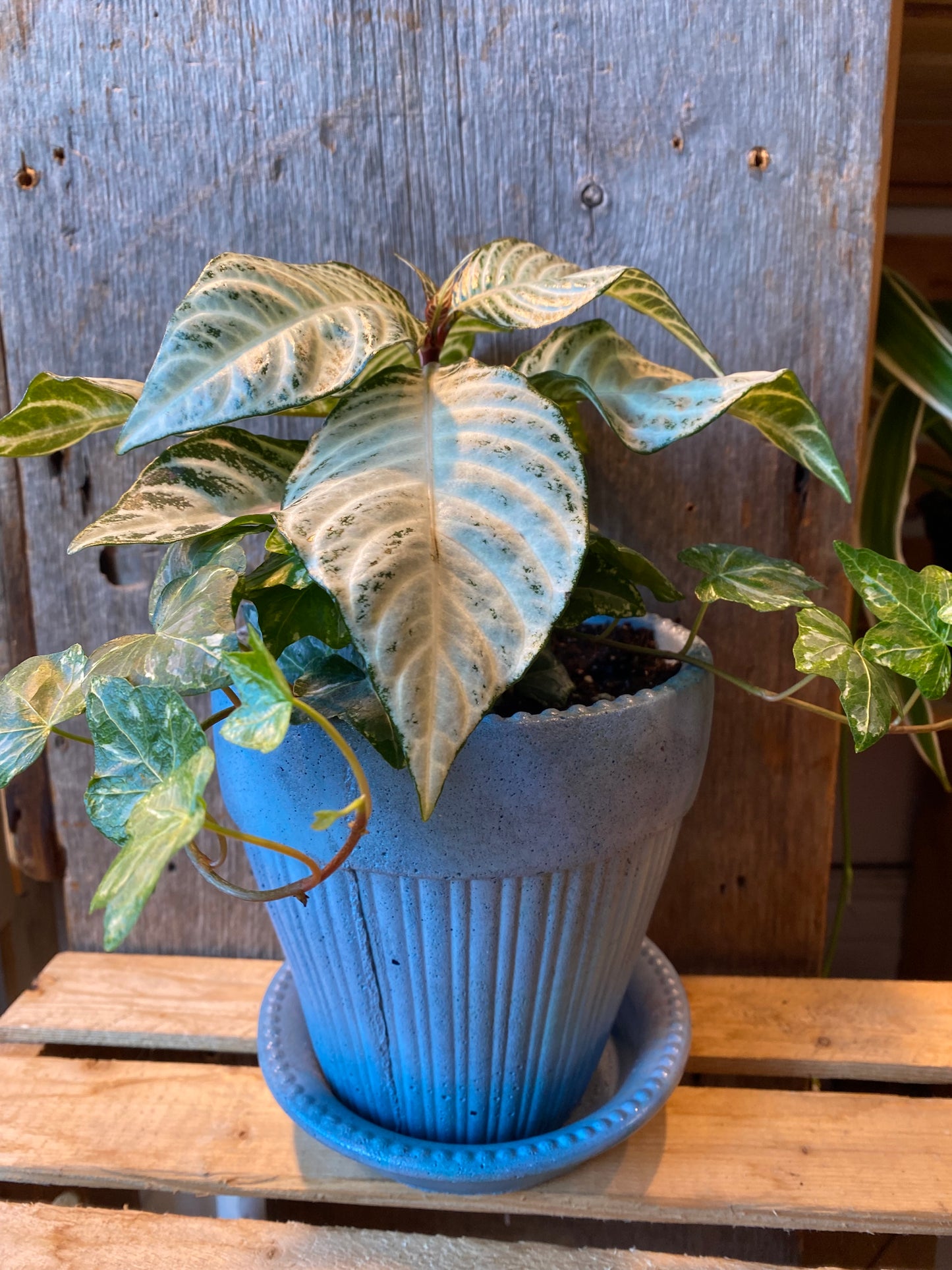 Grab n Go Planter 5” Blue