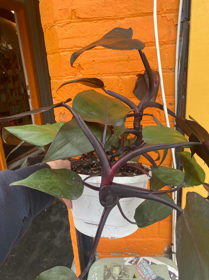 8”Philodendron New red