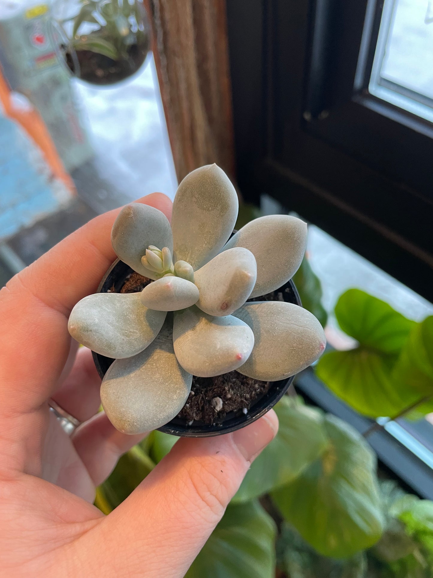 2.5” Pachyphytum Oviferum