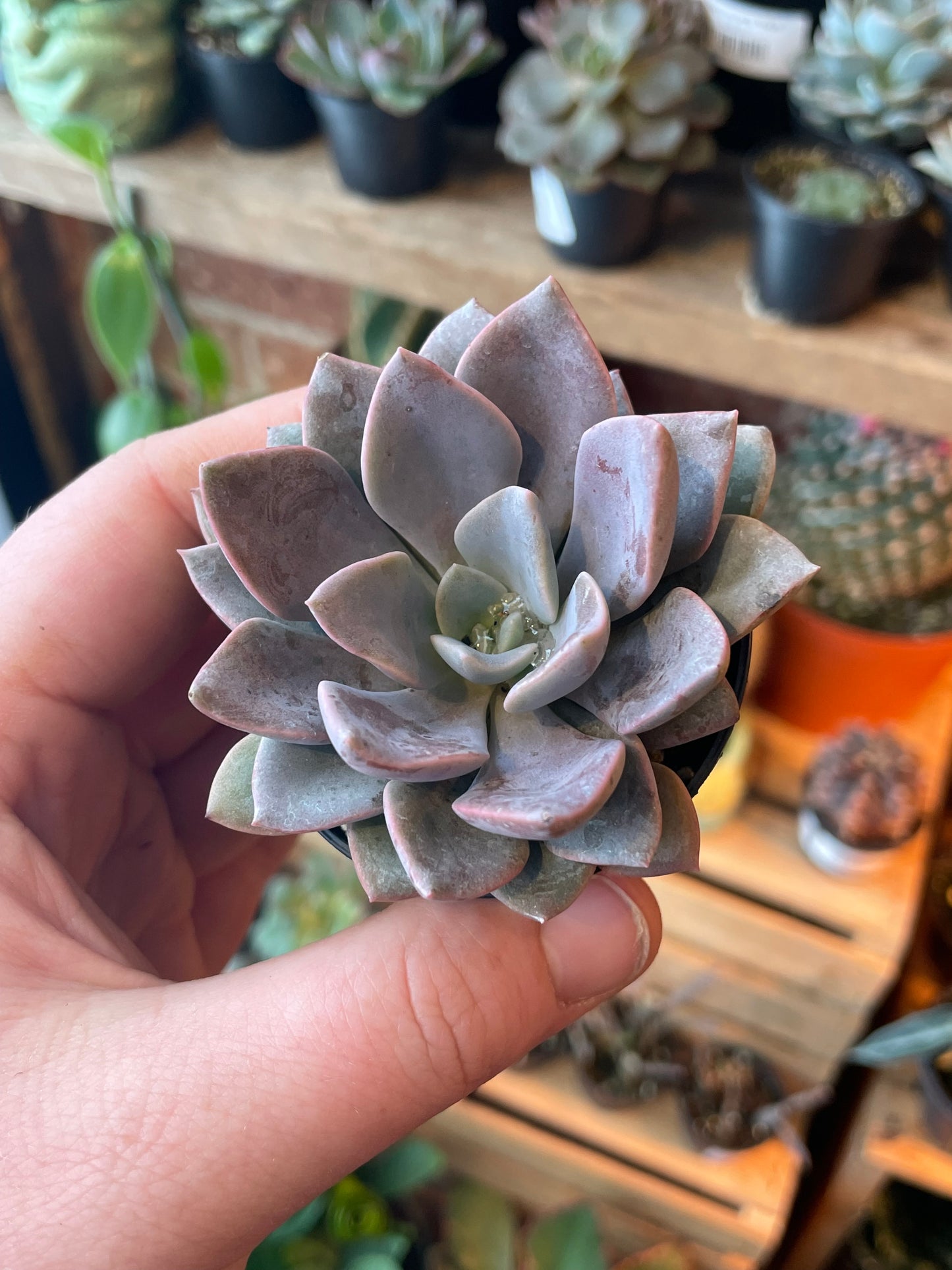 2.5" Graptoveria Debbie