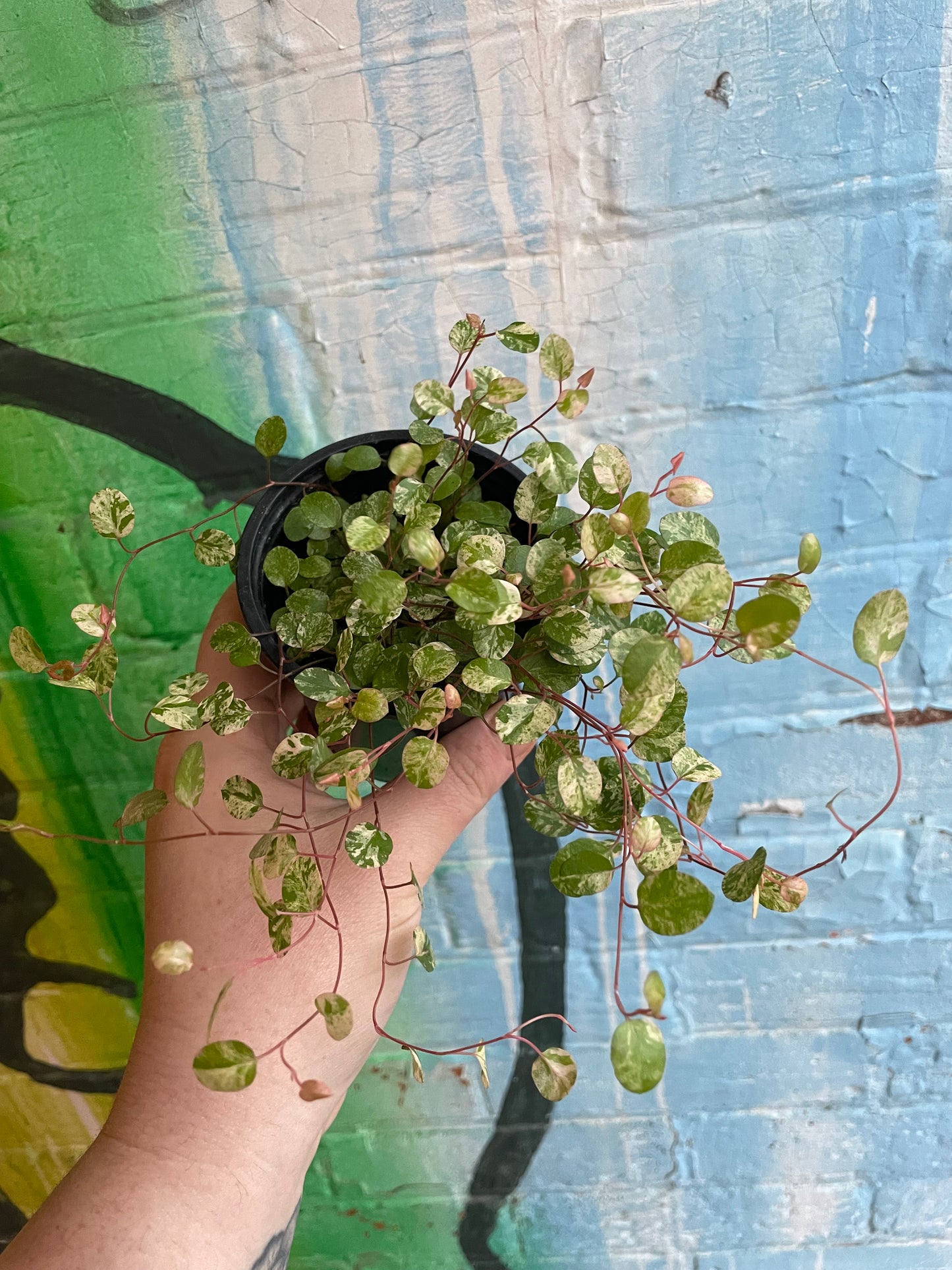 3.5" Wire Vine Variegated | Muehlenbeckia Axillaris Variegata