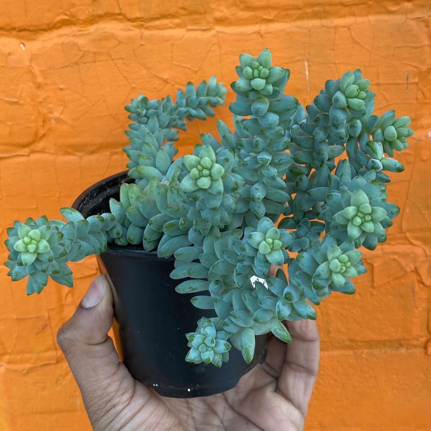 5" Sedum Morganium Burrito