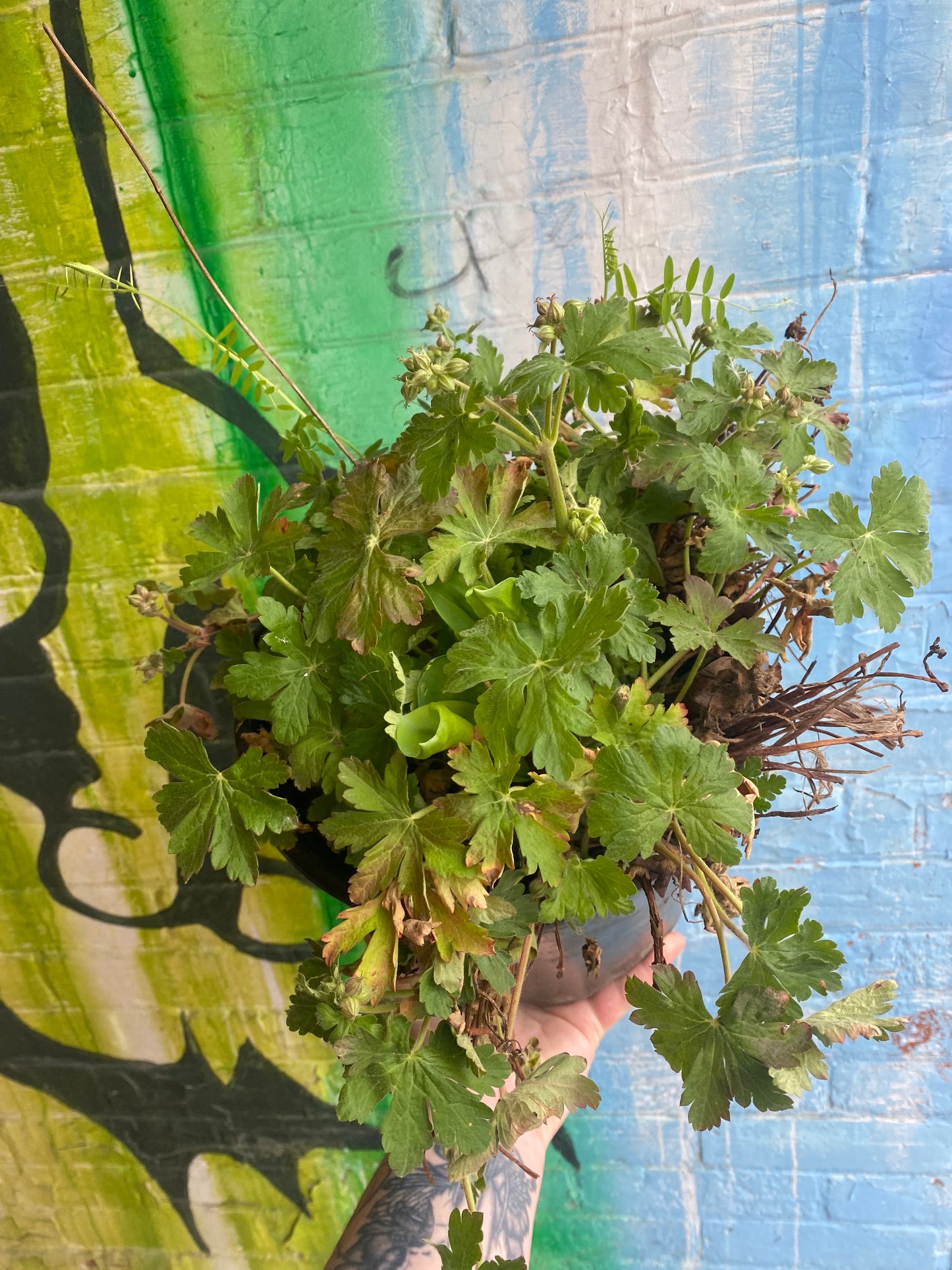 10" Bigroot Geranium | Geranium macrorrhizum