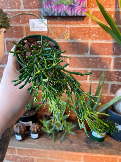 4” Rhipsalis Hatiora Salicorniodes