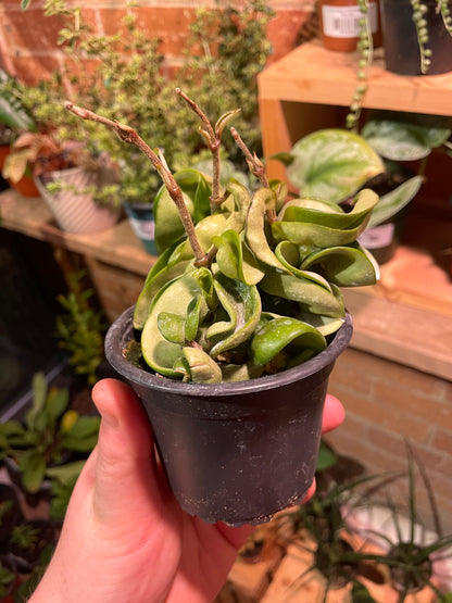 3.5” Hoya Carnosa Compacta