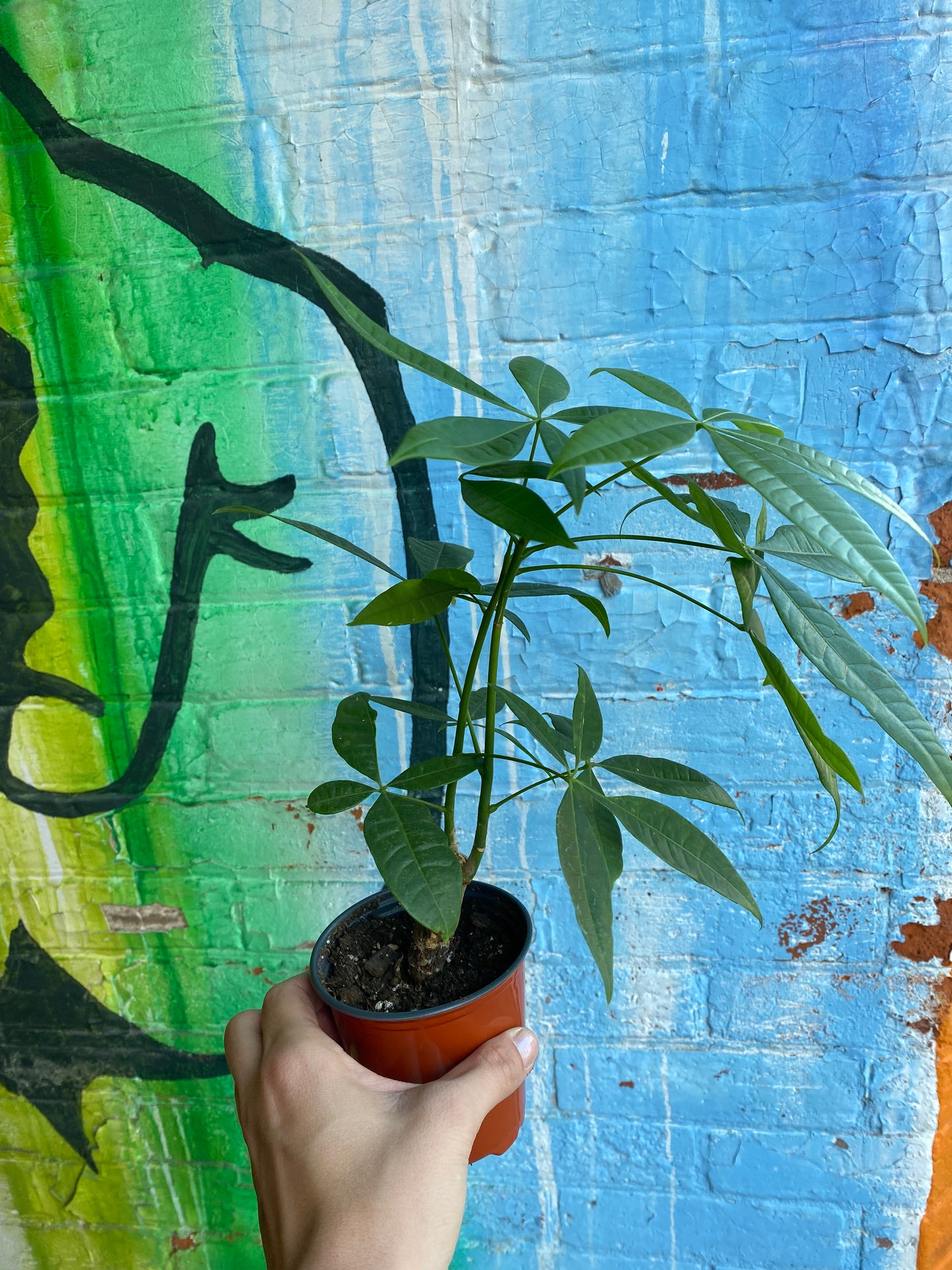 3.5" Pachira Aquatica | Money Tree