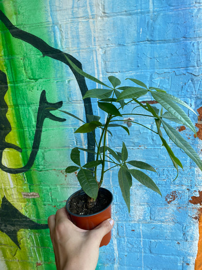 3.5" Pachira Aquatica | Money Tree