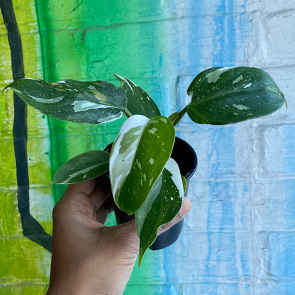 4" Philodendron White Princess