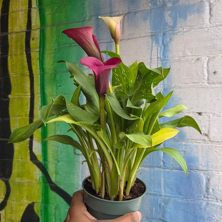 4” Calla Lily