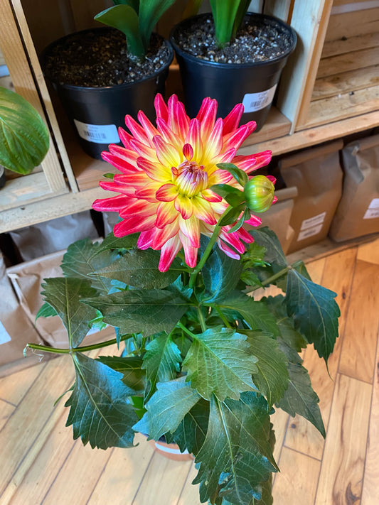 6” Dahlia XXL Juarez