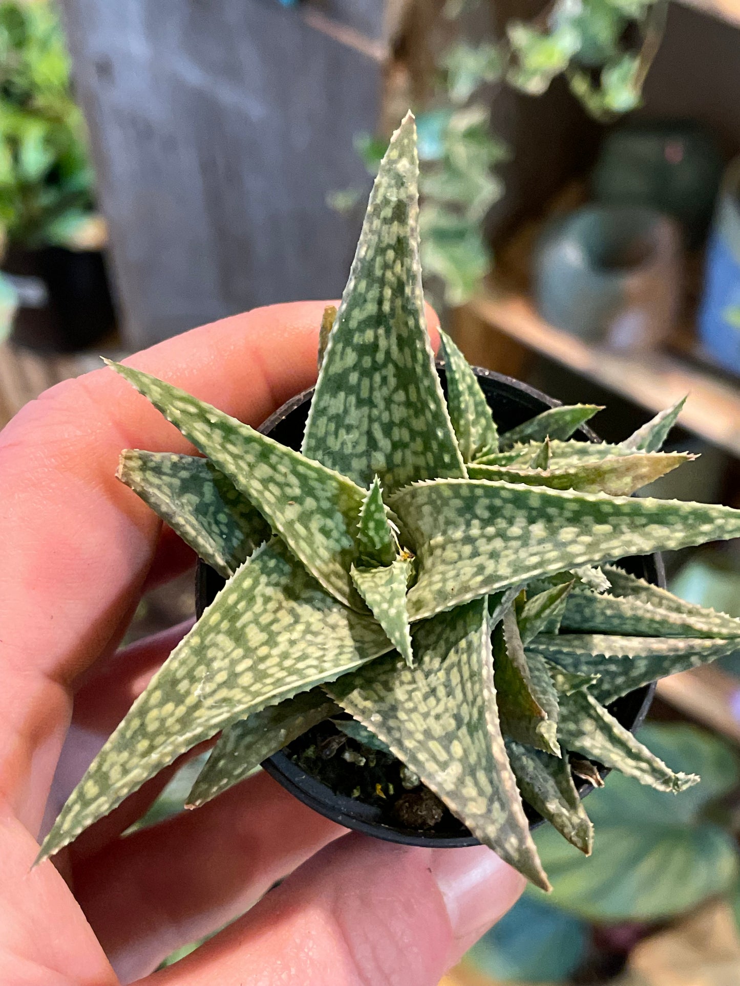 2.5" Aloe Rauhii