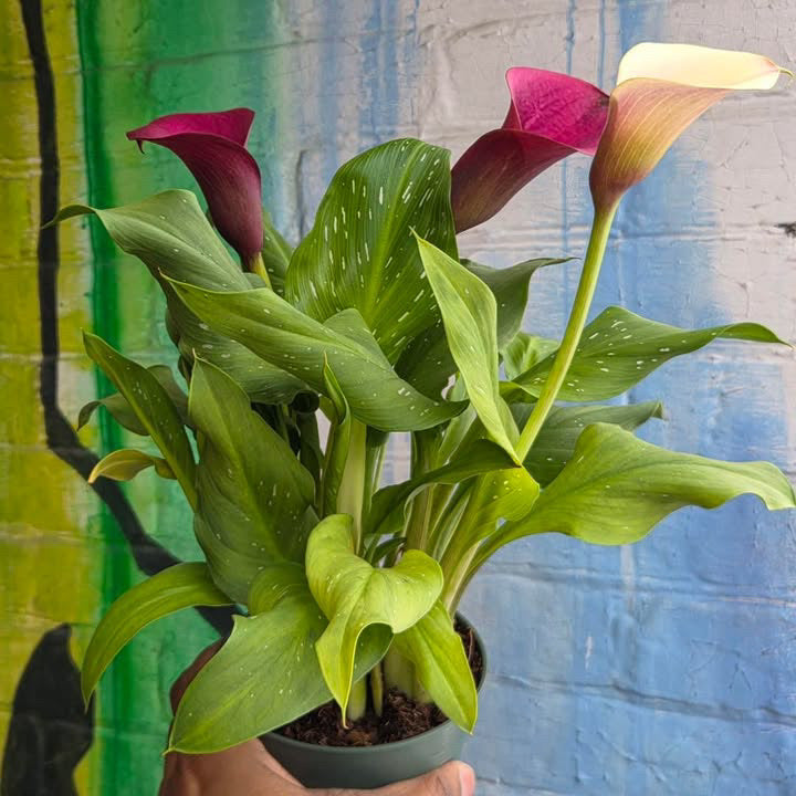 4” Calla Lily
