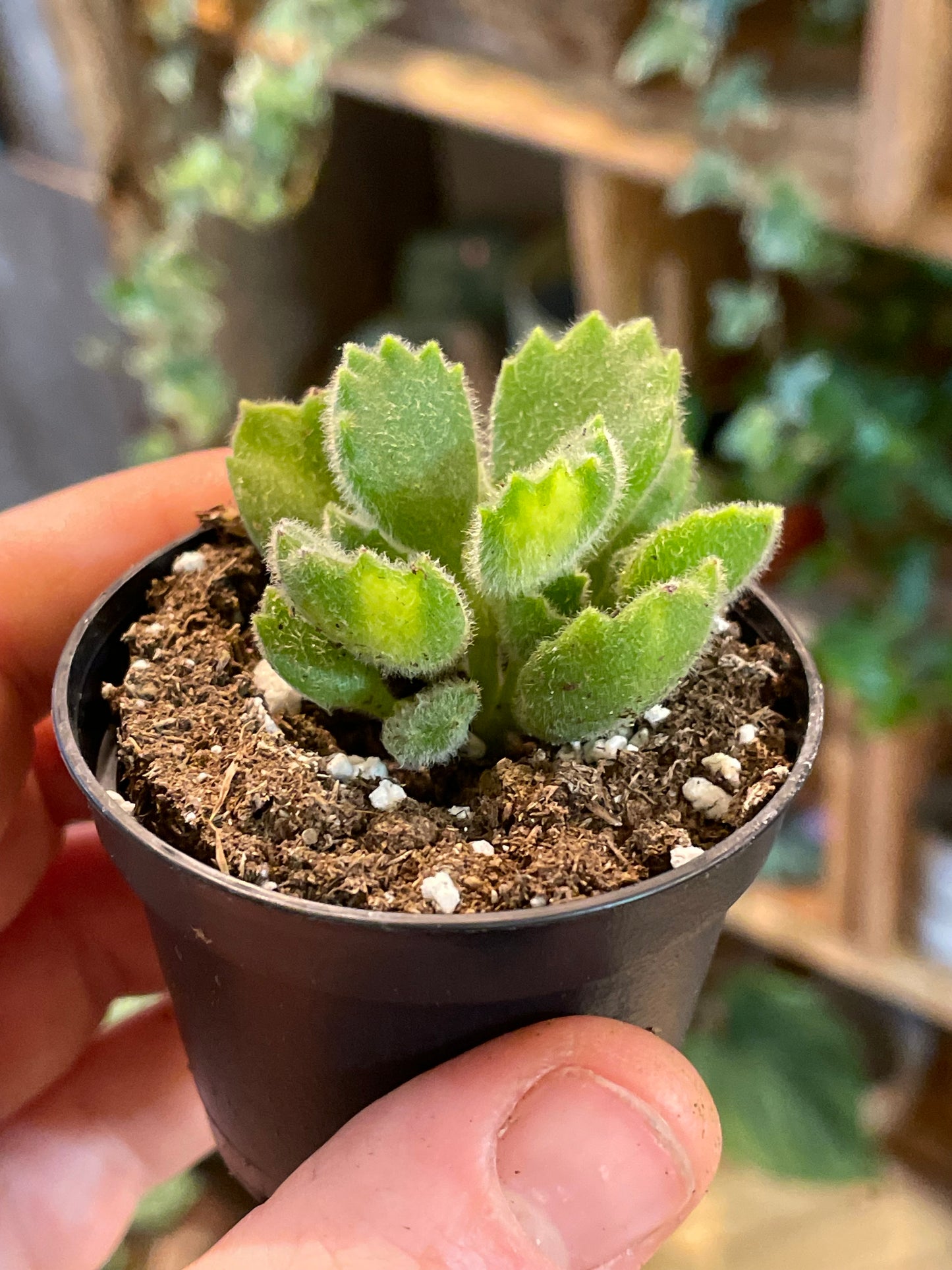 2.5" Cotyledon Tomentosa Variegated | Bear Paw Succulent