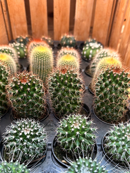 2.5" Cactus | Assorted