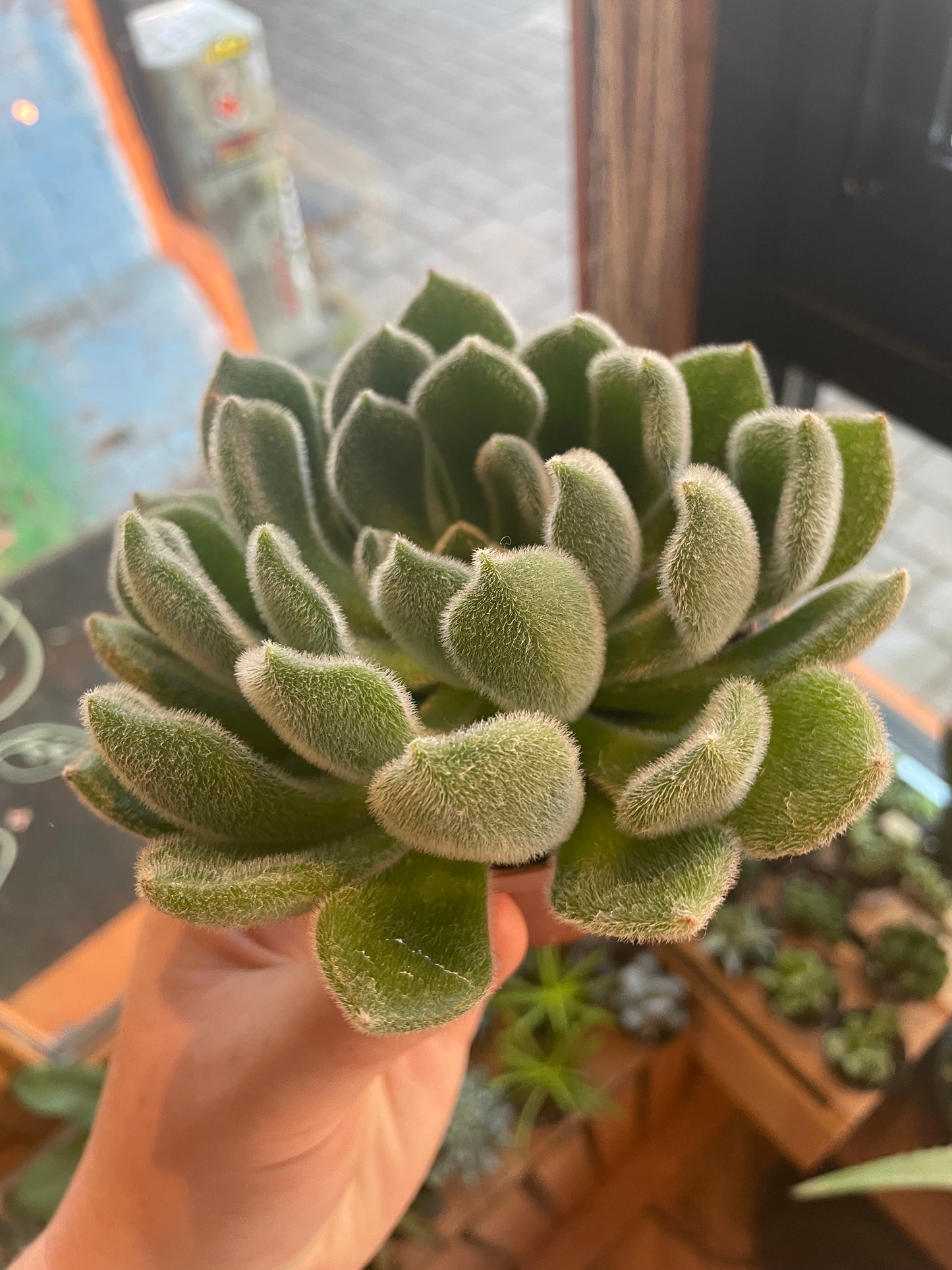 3.5" Echeveria Doris Taylor